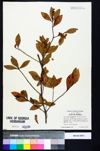 Cliftonia monophylla image