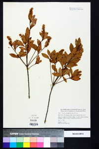 Cliftonia monophylla image