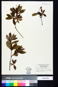 Cliftonia monophylla image