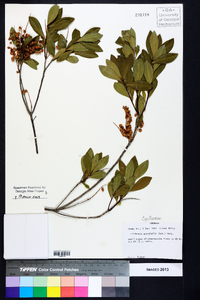 Cliftonia monophylla image