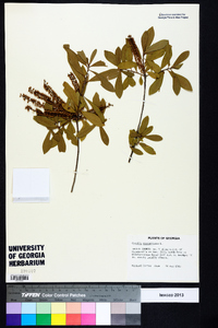 Cyrilla racemiflora image