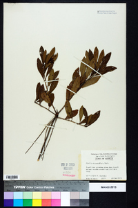 Cyrilla racemiflora image