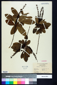 Cyrilla racemiflora image