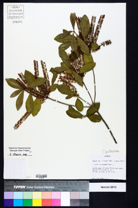 Cyrilla racemiflora image