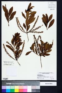 Cyrilla racemiflora image