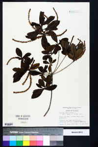 Cyrilla racemiflora image