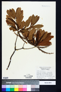 Cyrilla racemiflora image