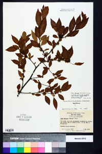 Ilex ambigua image