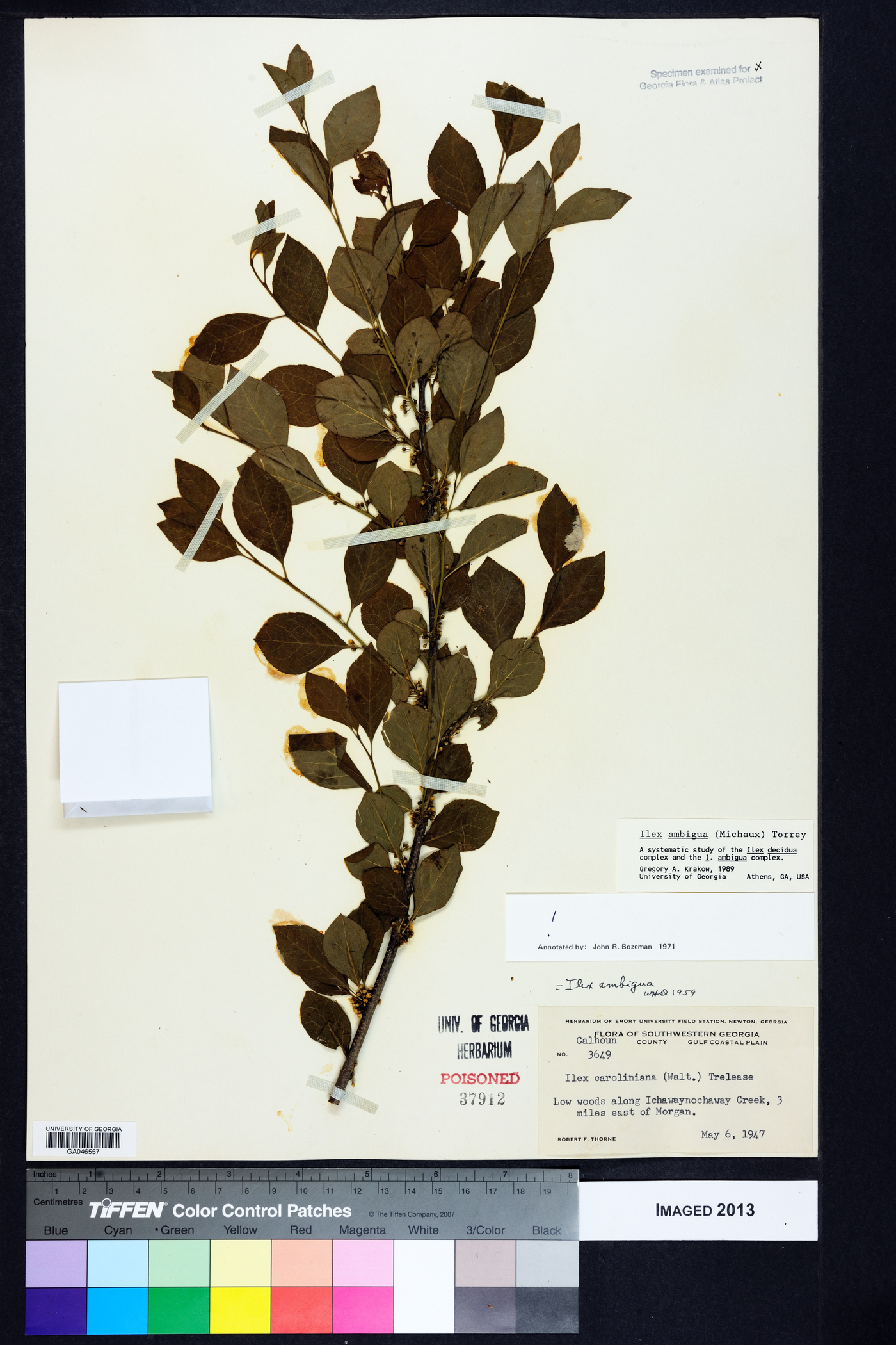 Ilex ambigua image