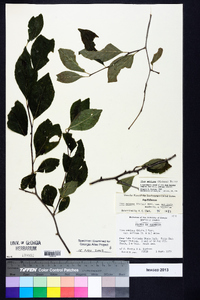 Ilex ambigua image