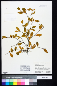 Ilex ambigua image