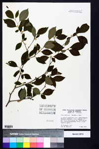 Ilex ambigua image