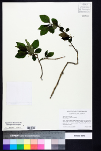 Ilex ambigua image