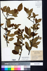 Ilex ambigua image