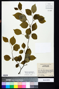 Ilex ambigua image