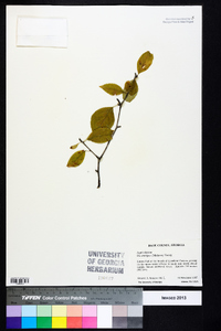 Ilex ambigua image