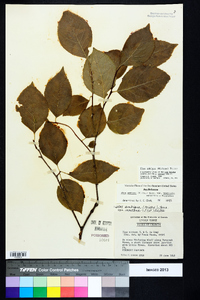 Ilex ambigua image