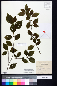 Ilex ambigua image