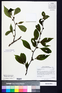 Ilex ambigua image