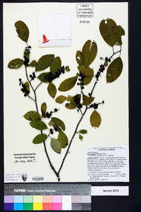 Ilex ambigua image