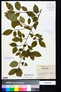 Ilex ambigua image