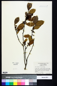 Ilex coriacea image