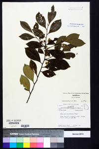 Ilex coriacea image