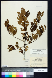 Ilex coriacea image