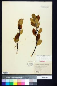 Ilex coriacea image