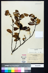 Ilex coriacea image