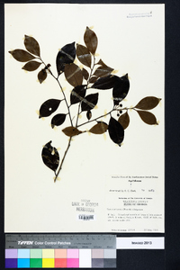 Ilex coriacea image