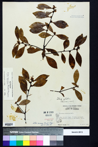 Ilex coriacea image