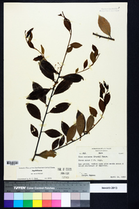 Ilex coriacea image