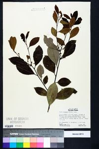 Ilex coriacea image