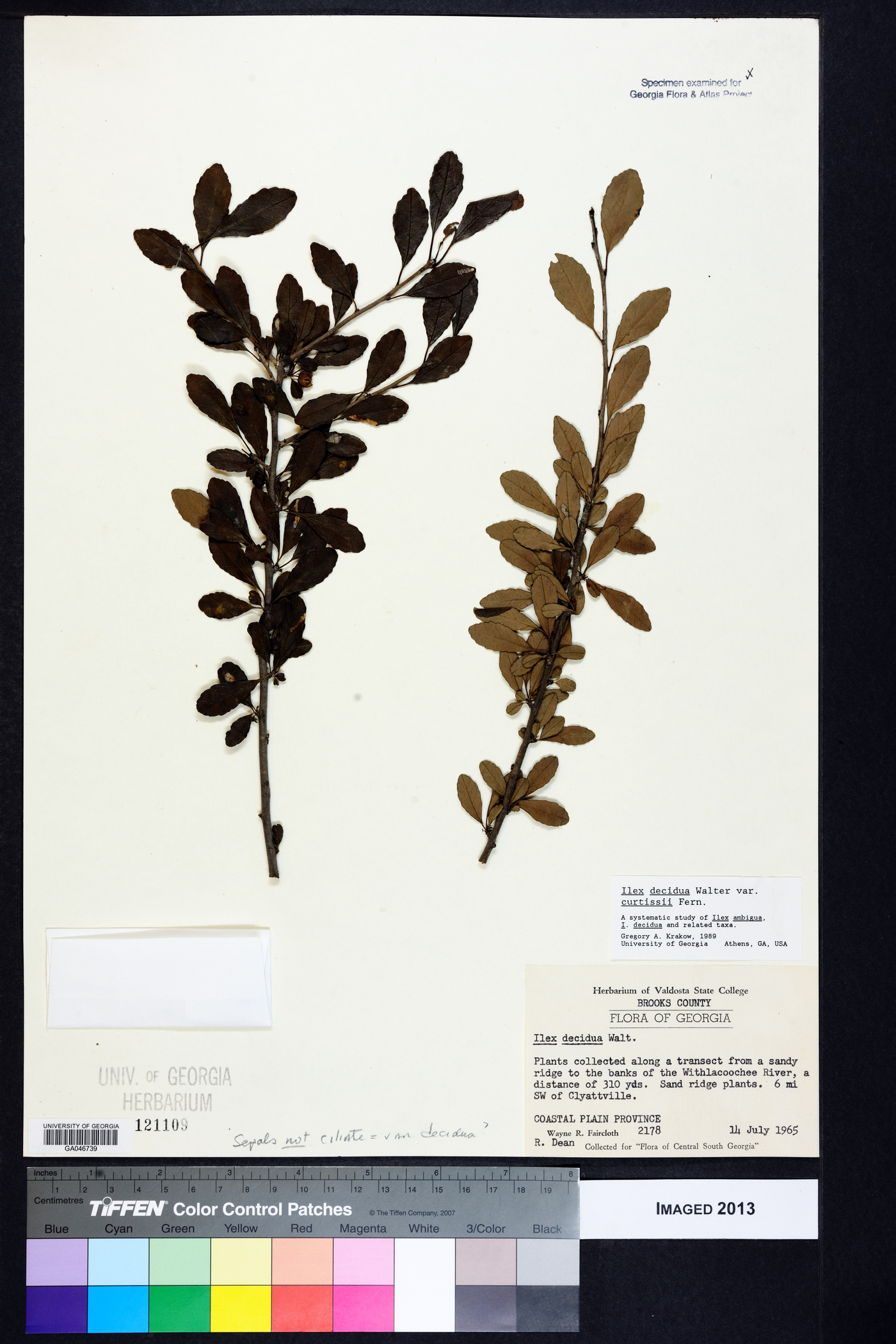 Ilex decidua var. curtissii image