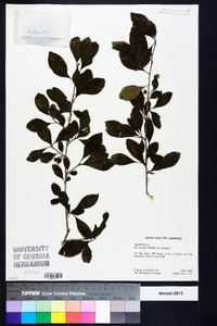 Ilex decidua var. decidua image