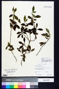Ilex decidua var. decidua image