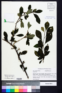 Ilex decidua var. decidua image