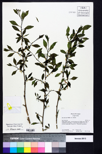 Ilex decidua var. decidua image