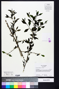 Ilex decidua var. decidua image