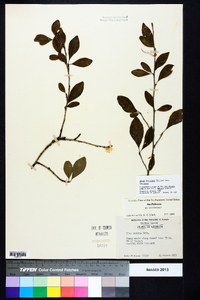 Ilex decidua var. decidua image