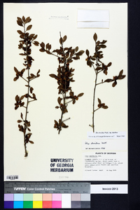 Ilex decidua var. decidua image