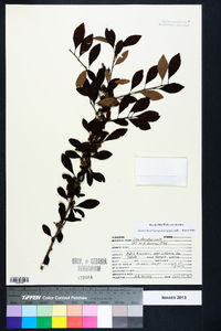 Ilex decidua var. decidua image