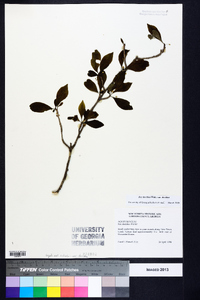 Ilex decidua var. decidua image