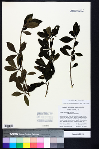 Ilex decidua var. decidua image