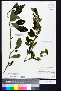 Ilex decidua var. decidua image