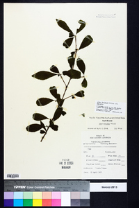 Ilex decidua var. decidua image