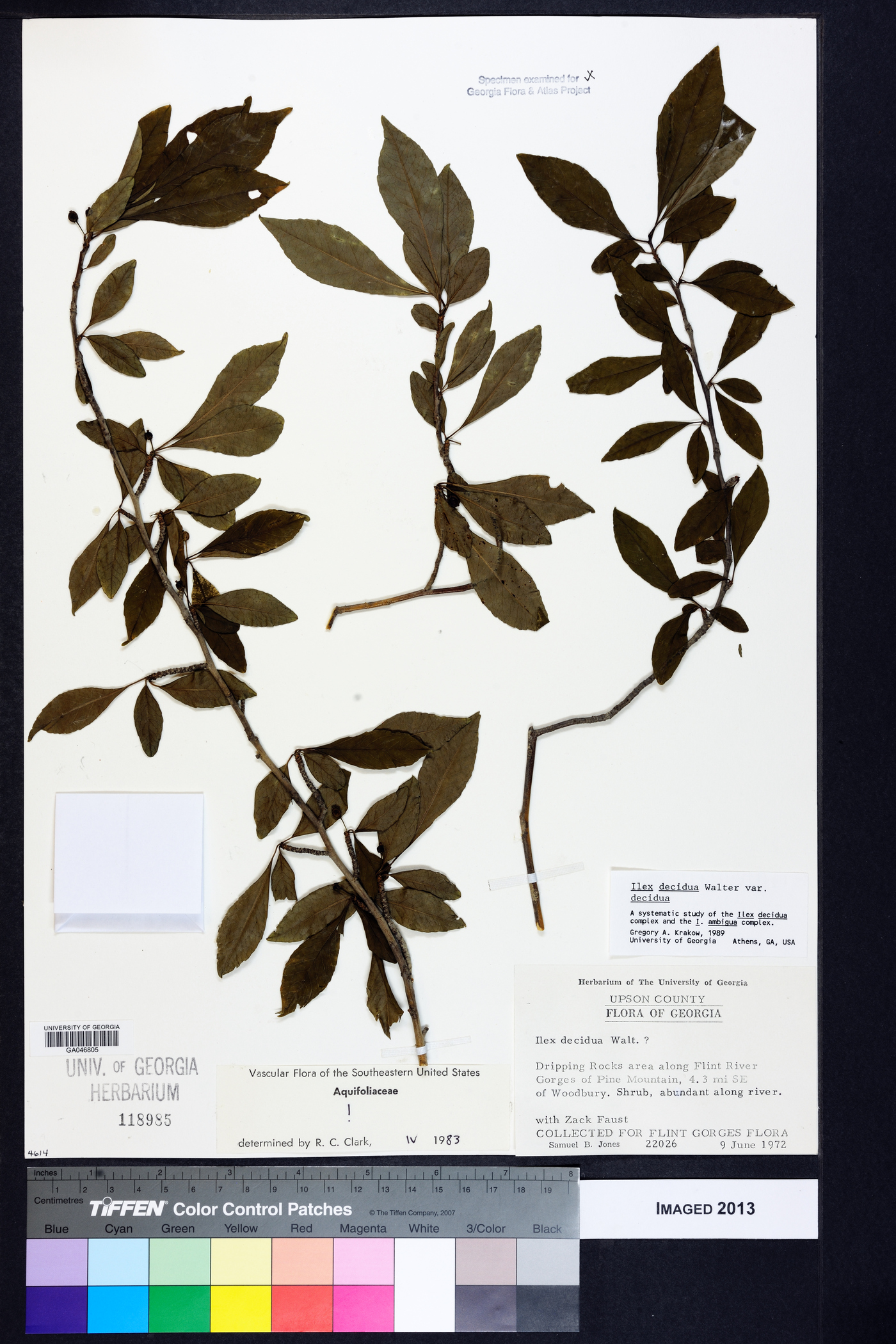 Ilex decidua var. decidua image