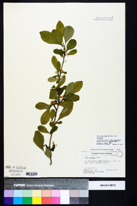 Ilex decidua var. decidua image