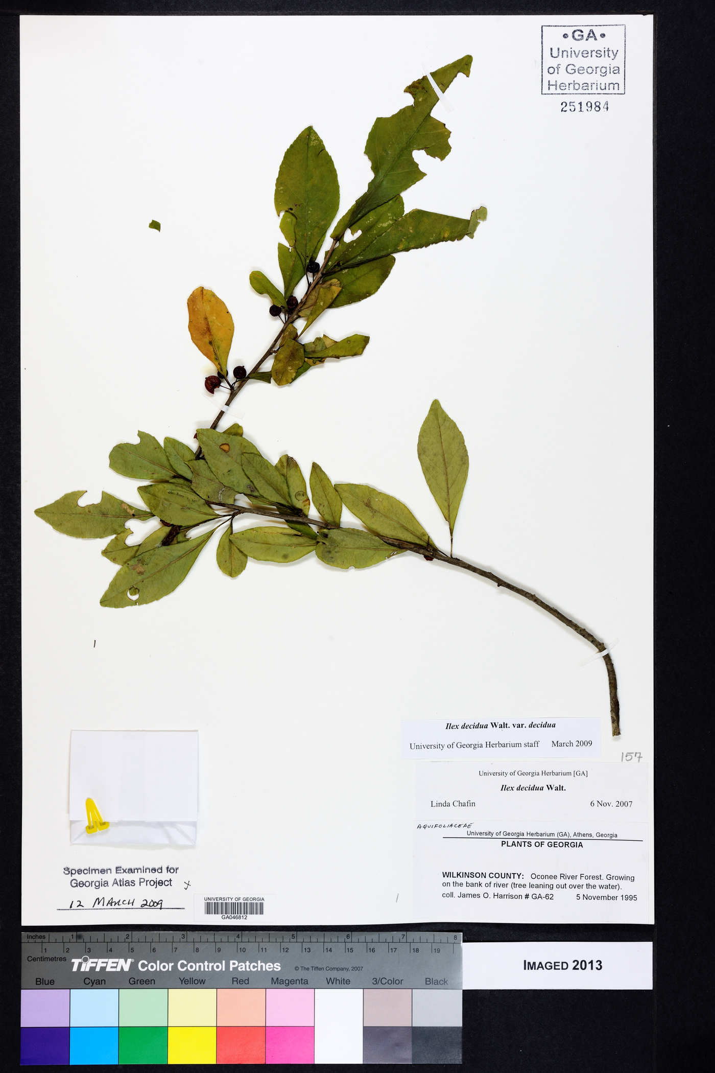 Ilex decidua var. decidua image